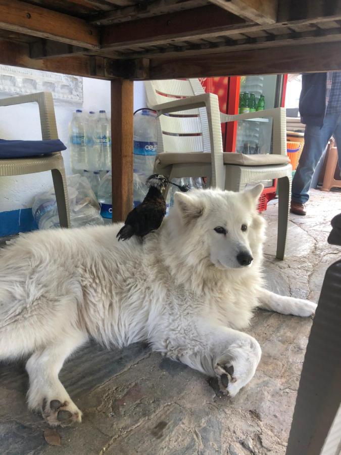 Zirkon Doga Butik Otel Fethiye Bagian luar foto